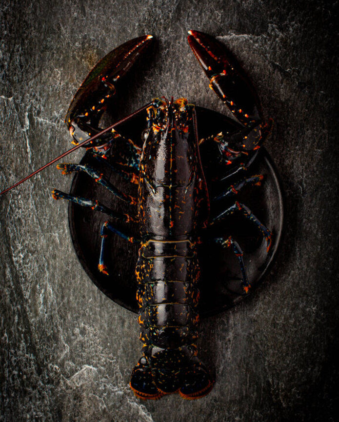 Cooked Whole Lobster