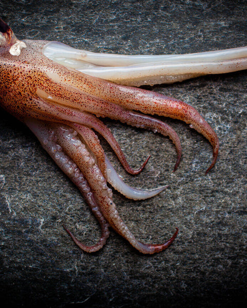 Squid