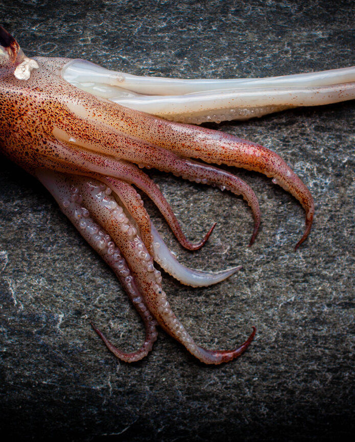 Squid